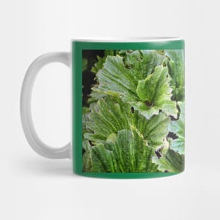 Macquarie Island Cabbage Mug